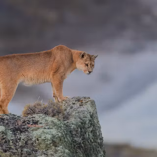 4k cougar wallpaper