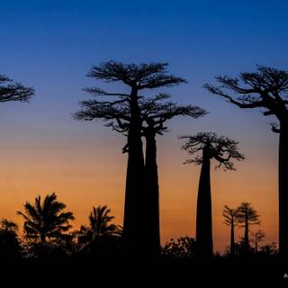 Madagascar 4k wallpaper