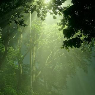 Street lights iPhone wallpaper