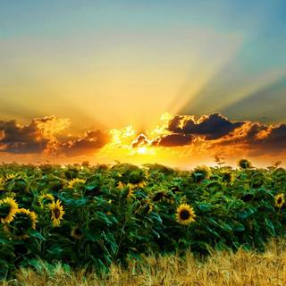 Sunny iPhone wallpaper