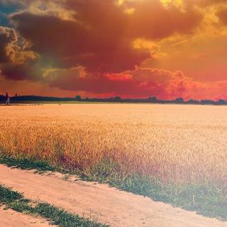 Sunny iPhone wallpaper