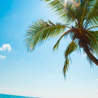 Sunny iPhone wallpaper