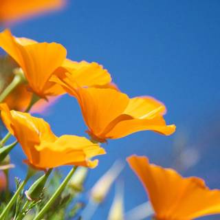 Sunny iPhone wallpaper