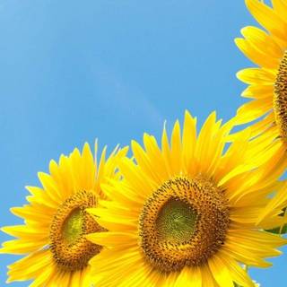 Sunny iPhone wallpaper