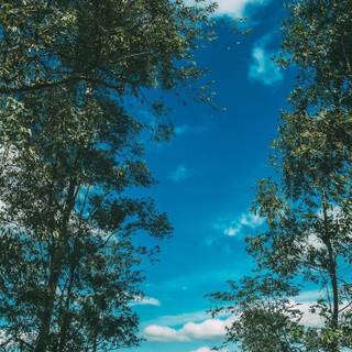 Sunny iPhone wallpaper