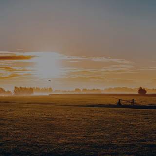 Sunny iPhone wallpaper