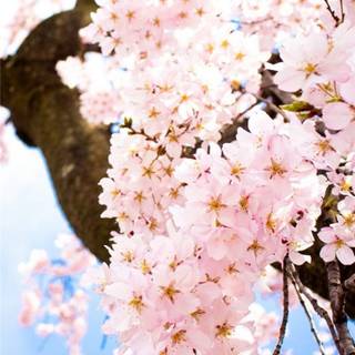 Sunny iPhone wallpaper