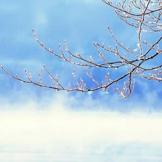 Sunny iPhone wallpaper