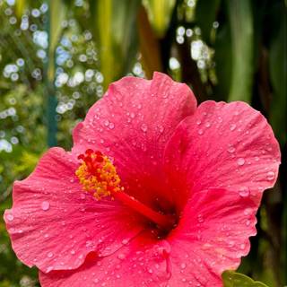 Hibiscus phone wallpaper