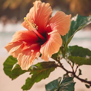 Hibiscus phone wallpaper
