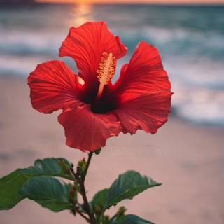 Hibiscus phone wallpaper