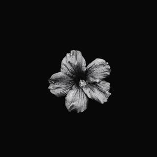 Hibiscus phone wallpaper