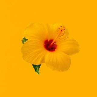 Hibiscus phone wallpaper