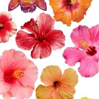 Hibiscus phone wallpaper