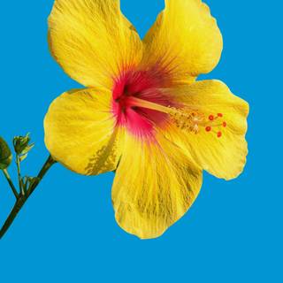 Hibiscus phone wallpaper