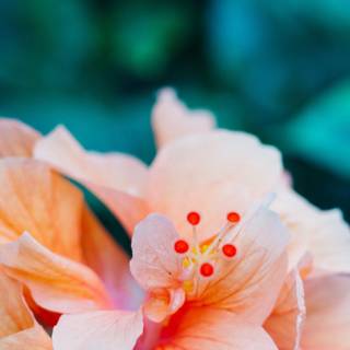 Hibiscus phone wallpaper