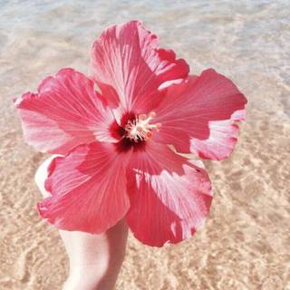 Hibiscus phone wallpaper