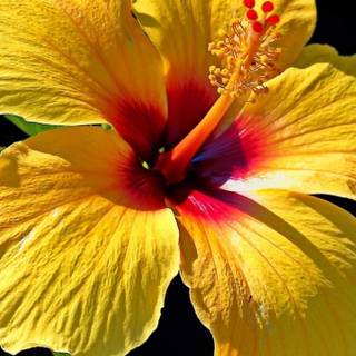 Hibiscus phone wallpaper