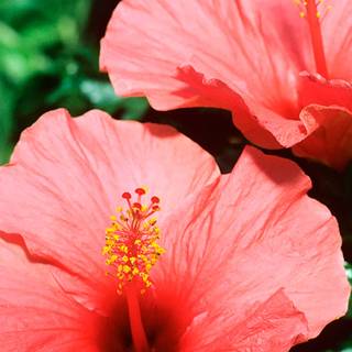 Hibiscus phone wallpaper