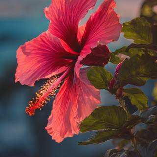Hibiscus phone wallpaper
