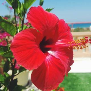 Hibiscus phone wallpaper