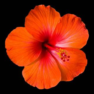 Hibiscus phone wallpaper