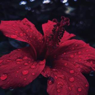 Hibiscus phone wallpaper