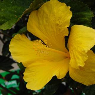 Hibiscus phone wallpaper