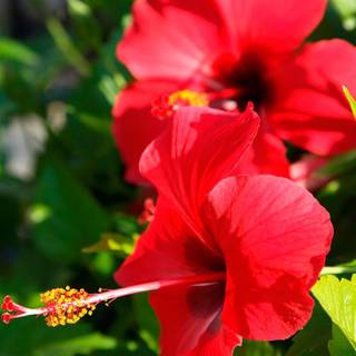 Hibiscus phone wallpaper