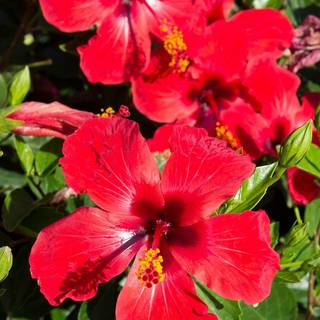 Hibiscus phone wallpaper