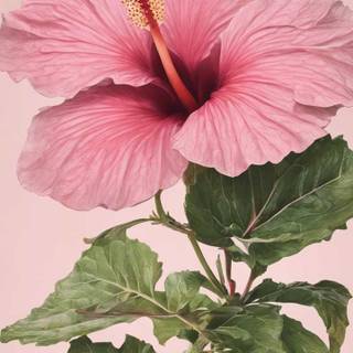 Hibiscus phone wallpaper