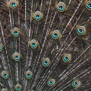 Birds of A Feather wallpaper