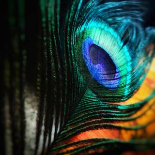 Birds of A Feather wallpaper