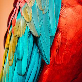 Birds of A Feather wallpaper