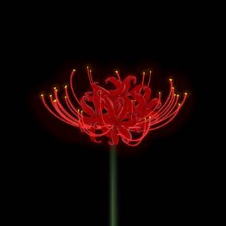 Spider Lily iPhone wallpaper