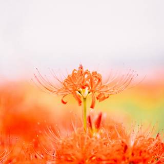 Spider Lily iPhone wallpaper