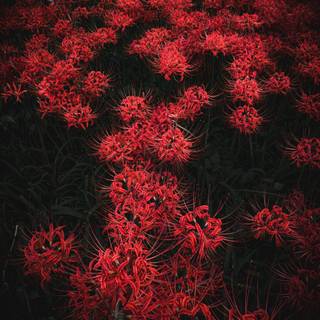 Spider Lily iPhone wallpaper