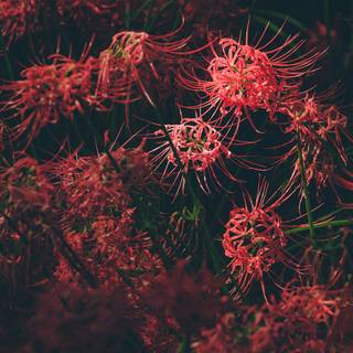 Red Spider Lily 4k wallpaper