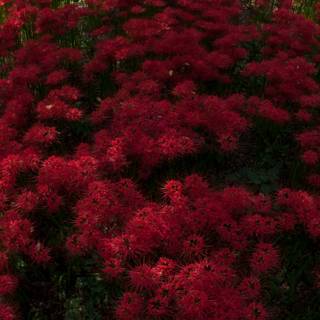 Spider Lily iPhone wallpaper