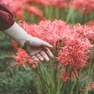 Spider Lily iPhone wallpaper