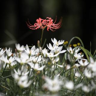 Spider Lily iPhone wallpaper