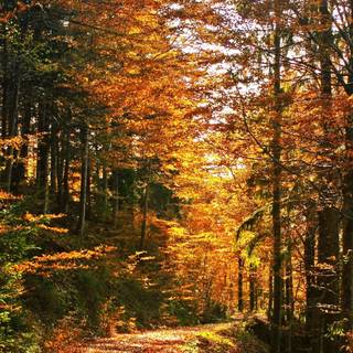 Autumn iPhone 13 wallpaper