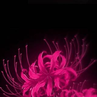 Spider Lily iPhone wallpaper