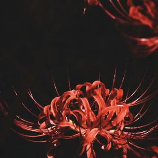 Spider Lily iPhone wallpaper