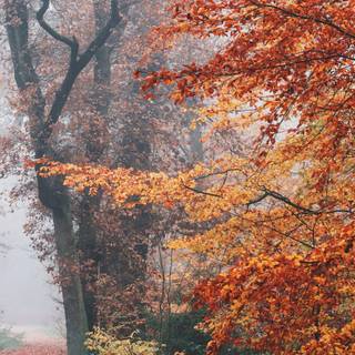 Autumn iPhone 13 wallpaper