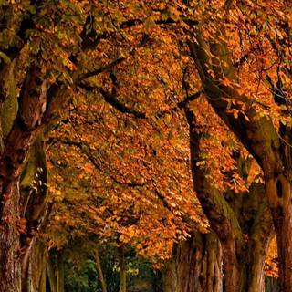 Autumn iPhone 13 wallpaper