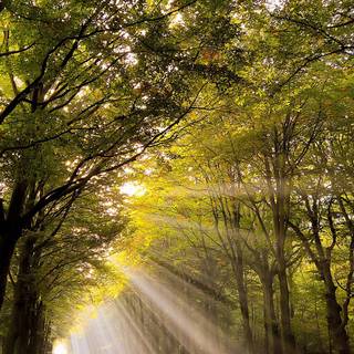 Autumn iPhone 13 wallpaper