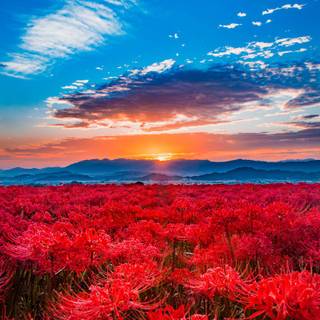 Spider Lily iPhone wallpaper