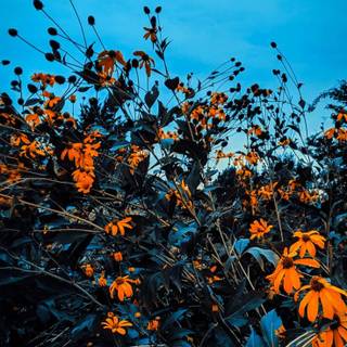 Autumn iPhone 13 wallpaper