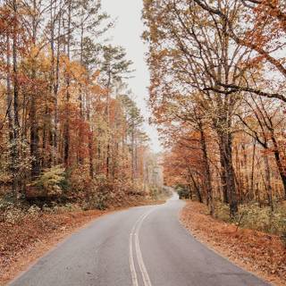 Autumn iPhone 13 wallpaper